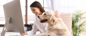 Hundekrankenversicherung Teaser